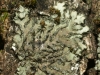 Phaeophyscia hirsuta (Mereschk.) Essl.