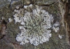 Phaeophyscia insignis (Mereschk.) Moberg