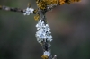 Physcia adscendens (Fr.) H. Olivier