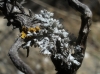 Physcia adscendens (Fr.) Oliv.