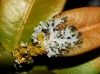 Physcia adscendens (fr.) Oliv.
