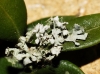 Physcia adscendens (fr.) Oliv.