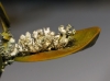 Physcia adscendens (fr.) Oliv.