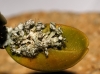 Physcia adscendens (fr.) Oliv.