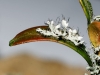 Physcia adscendens (fr.) Oliv.