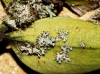 Physcia adscendens Physcia adscendens