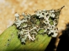 Physcia adscendens y Melanelia sp. Physcia adscendens y Melanelia sp.