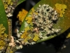 Physcia adscendens y Xanthoria aprietina Physcia adscendens y Xanthoria aprietina
