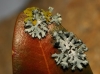 Physcia adscendens y Xanthoria parietina Physcia adscendens y Xanthoria parietina