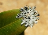 Physcia aff. adscendens Physcia aff. adscendens