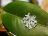 Physcia aff. adscendens Physcia aff. adscendens