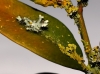 Physcia aff. adscendesns y Xanthoria parietina Physcia aff. adscendesns y Xanthoria parietina