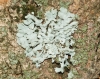 Physcia cf. biziana Physcia cf. biziana