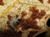 Physcia sp.