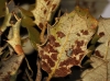 Physcia sp.