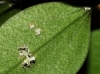 Physcia sp.