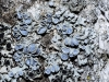 Physcia sp. Physcia sp.