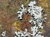 Physcia sp.
