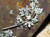 Physcia sp.