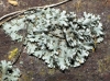 Physcia sp.