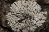 Physcia stellaris
