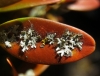 Physcia tenella Physcia tenella