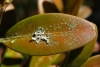 Physcia tenella Physcia tenella