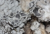 Physcia y Physconia Physcia y Physconia