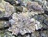 Physconia enteroxantha Physconia enteroxantha
