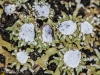 Physconia venusta Physconia venusta
