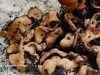 Catapyrenium rufescens Catapyrenium rufescens