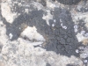 Placynthium tremniacum (A. Massal.) Jatta