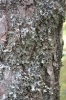 Platismatia glauca (L.) Culb. & Culb