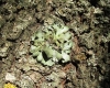 Pleurosticta acetabulum Pleurosticta acetabulum
