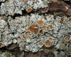 Pleurosticta acetabulum (Neck.) Elix & Lumbsch