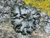 Pleurosticta acetabulum (Neck.) Elix & Lumbsch