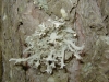 Pseudevernia furfuracea