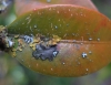 Punctelia stictica, Physcia adscendens, Physcia tenella, Xanthoria parietina