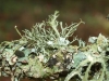 Ramalina calicaris (L.) Fr.