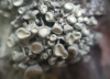 Ramalina fastigiata (Pers.) Ach.