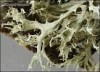 Ramalina obtusata Ramalina obtusata