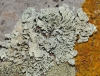 Ramalina requienii (De Not.) Jatta