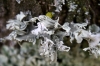 Ramalina canariensis J. Steiner Ramalina canariensis J. Steiner