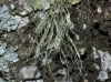 Ramalina cf. farinacea