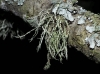Ramalina cf. farinacea