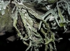 Ramalina cf. farinacea Ramalina cf. farinacea