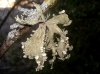 Ramalina fraxinea (L.) Ach. ?