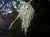 Ramalina fraxinea (L.) Ach.