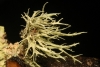 Ramalina sp. Ramalina sp.