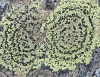 Rhizocarpon geographicum Rhizocarpon geographicum